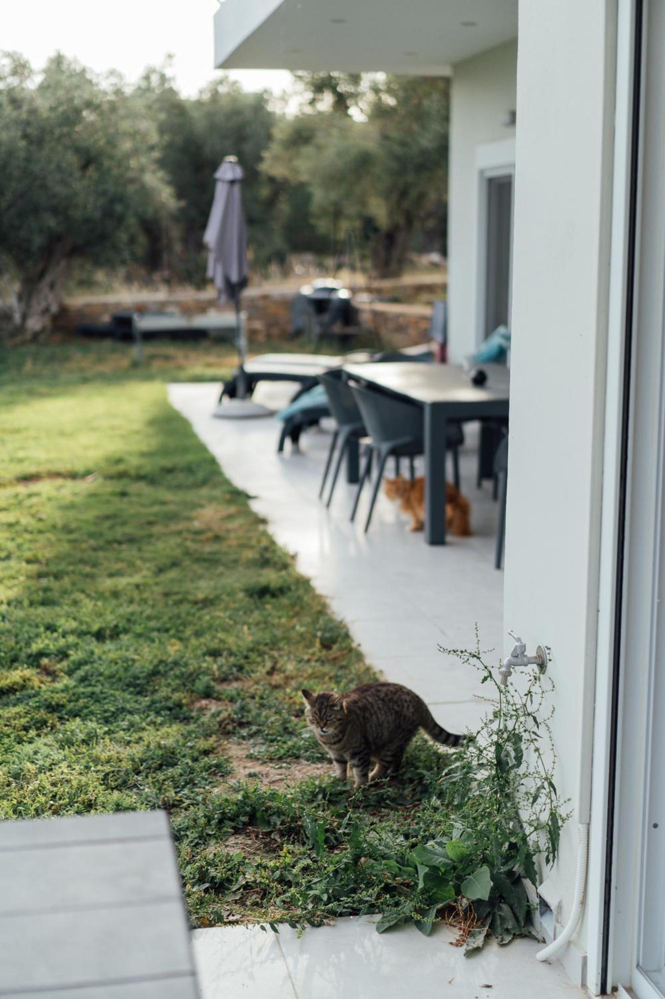 Blue Waves Luxury Suites By The Sea Plomari エクステリア 写真